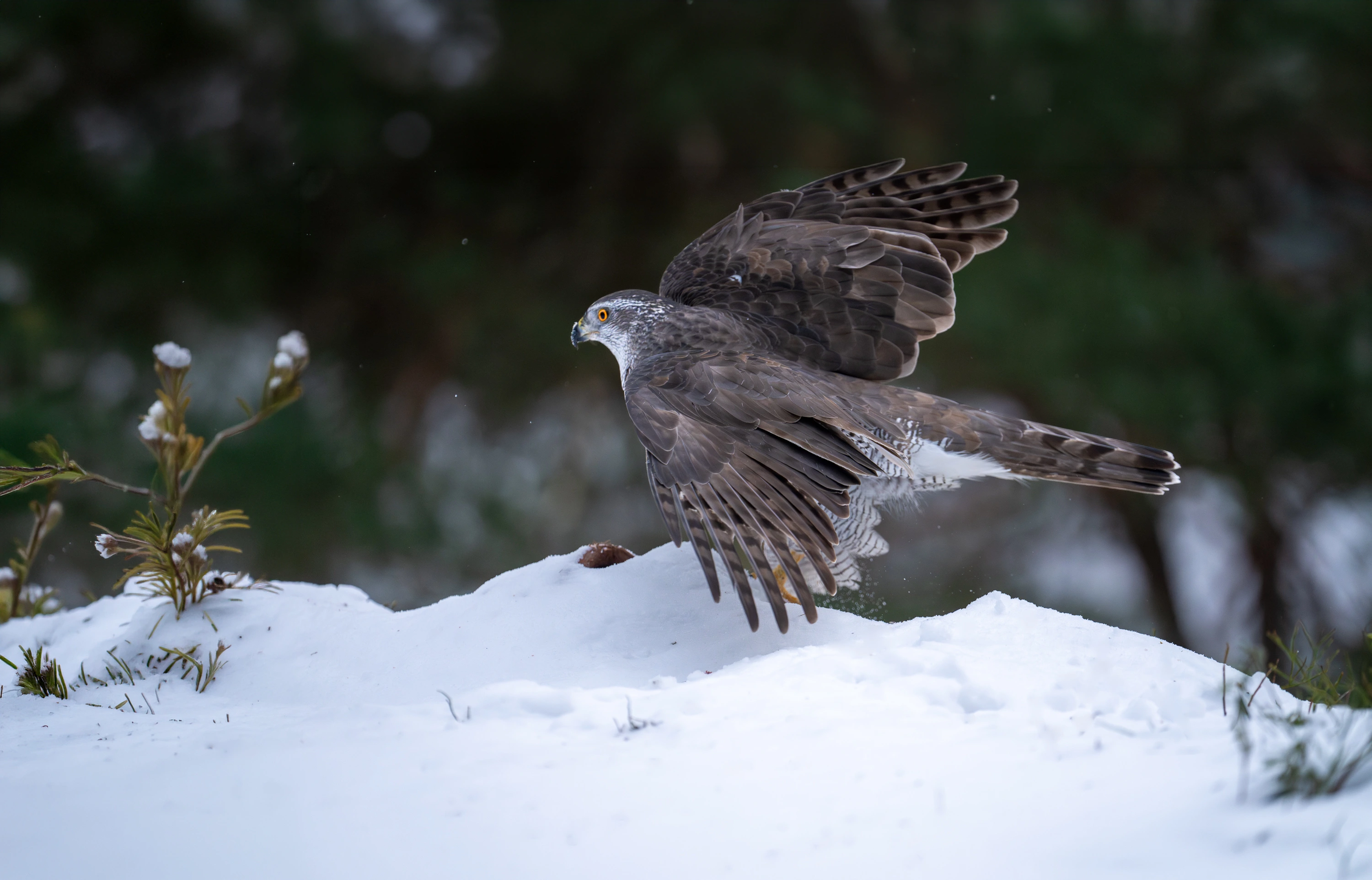 Norway Winter Raptors Expedition gallery image 15